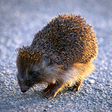 Northern-white-breasted-hedgehog-Pic