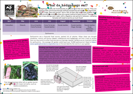 What-do-Hedgehogs-eat-Thumbnail