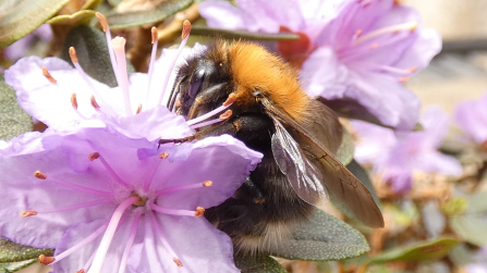 Bee on purple flower Erin Green