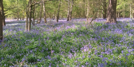 Bluebells Piles Coppice April 2020 Ed Green