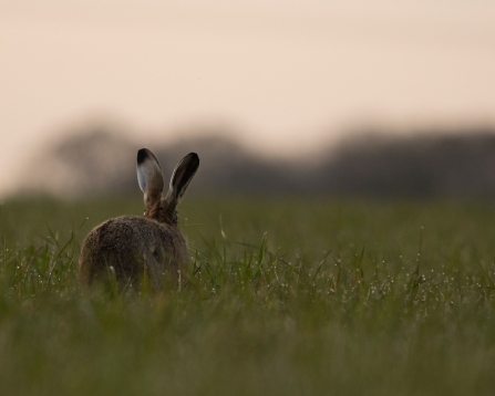 Hare in dark field Luke O'Brien
