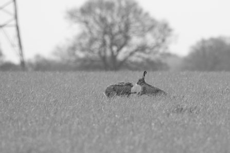 Hares in black and white Luke O'Brien