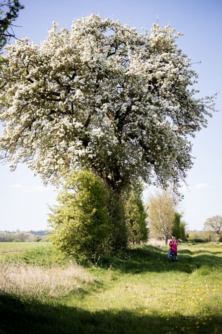 Meeting the explosion tree Vicky Page