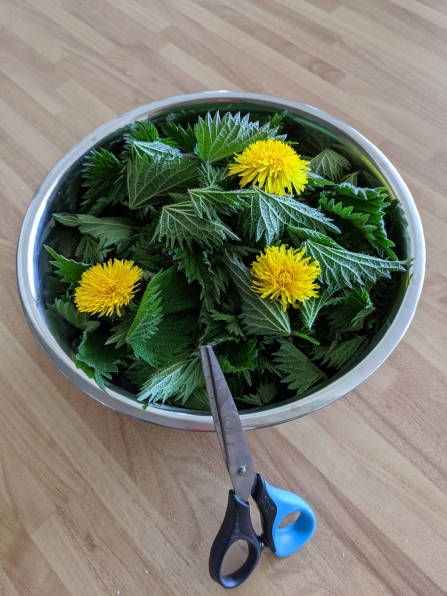 Nettles picked for soup Peter Barrack