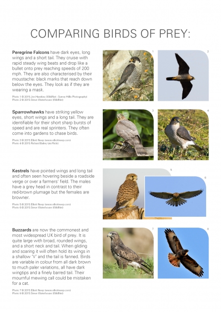 Peregrine ID Sheet