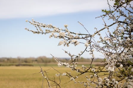 Spring blossom Credit Vicky Page