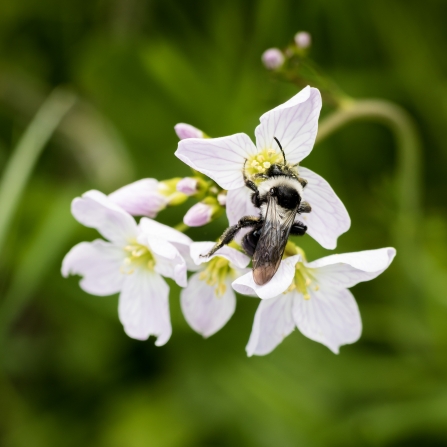 Ashy mining bee 2 Vicky Page