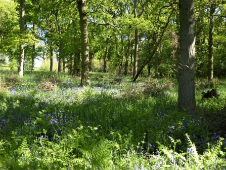 Bubbenhall Wood 6.5.20 Frances Wilmot 