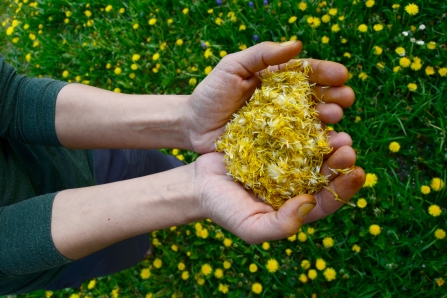 Dandelion petals Christian Lung