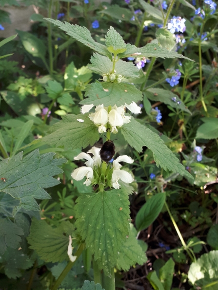 Hairy footed flower bee Vicky Page