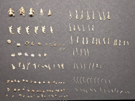 Owl pellet dissection Bones Louise Barrack