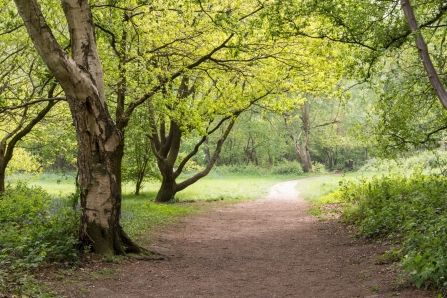 Crackley Wood path Credit Sue Steward New Leaf Images