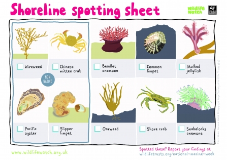 Shoreline spotting sheet National Marine Week