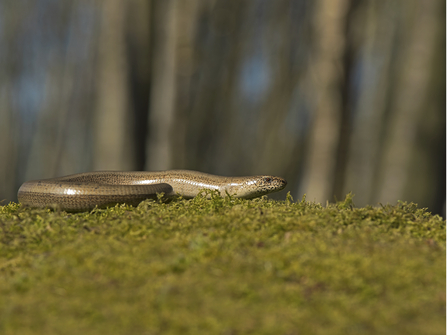 Slow worm (c) Mark Ollet