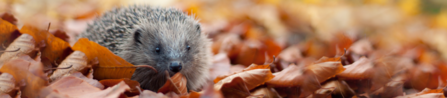 Hedgehog in autumn leaves