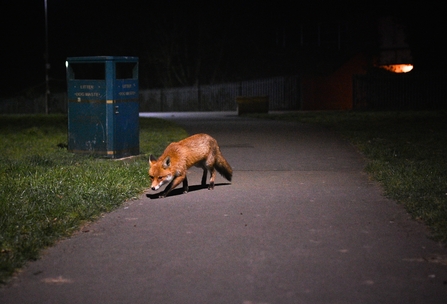 Nature Returning, Urban Fox, Craig Frick