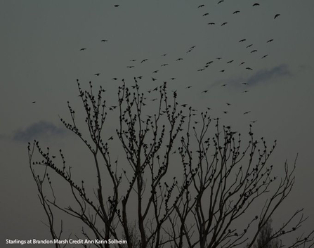Starlings at Brandon Marsh Credit Ann Karin Solheim
