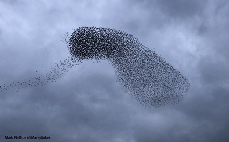 Starling Murmuration at Brandon Marsh credit Mark Phillips (@Markybike )