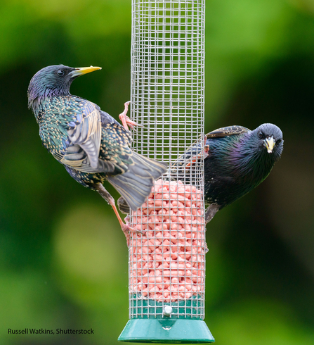 Starlings credit: Russell Watkins, Shutterstock