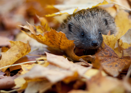 Hedgehog in autumn leaves, credit Tom Marshall