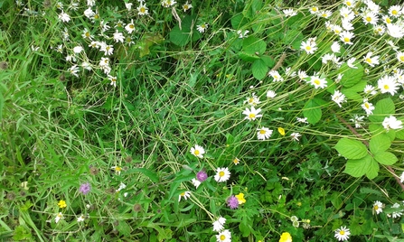 Wildflowers at Whitacre Heath Jo Hands 2016