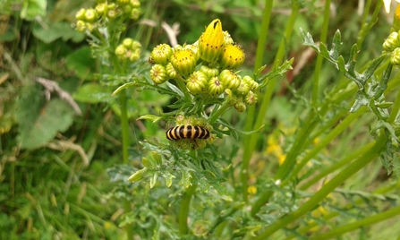 Cinnabar moth caterpillar at Whitacre Heath Jo Hands 2016