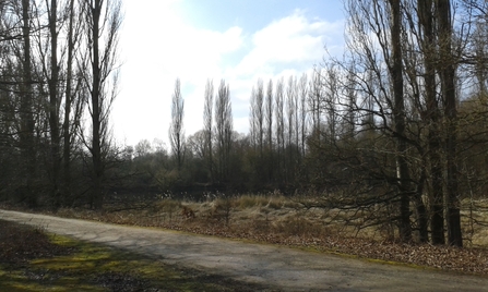 Winter Sunshine at Brandon Marsh by Jo Hands