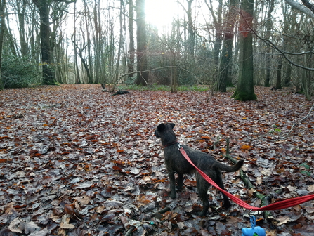 Exploring Piles Coppice by Jo Hands