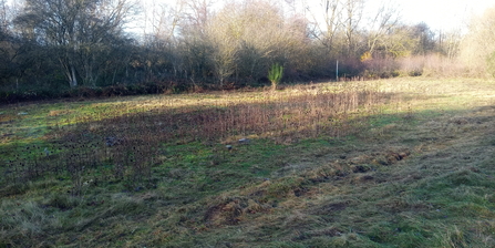 Teasels in winter at Whitacre Heath Jo Hands