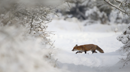 Fox in winter snow Danny Green 2020VISION