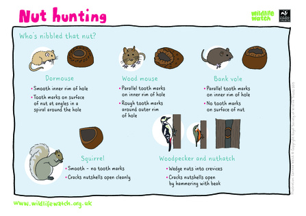 Activity sheet showing markings on nuts made by different mammals