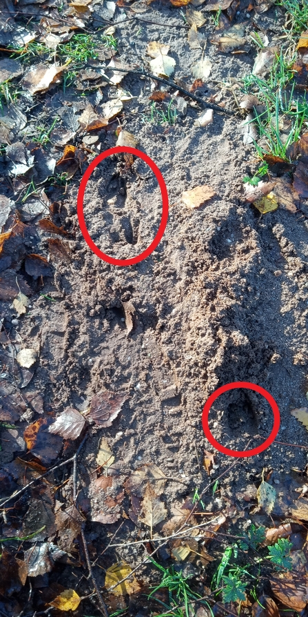 Tracks at Whitacre Heath Jo Hands