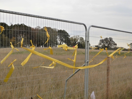 12 yellow ribbons for Cubbington pear tree, Credit Frances Wilmot