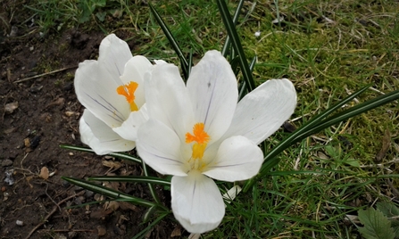 Crocus at Brandon Marsh Jo Hands