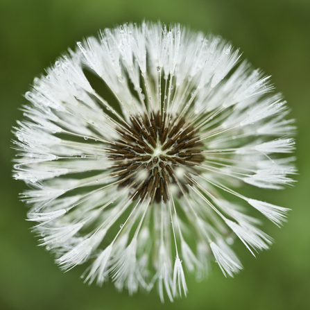 Dandelion Clock Guy Edwardes/2020VISION