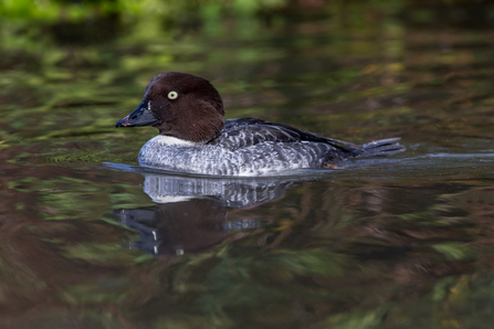 Goldeneye female