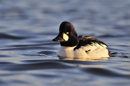 Goldeneye male 