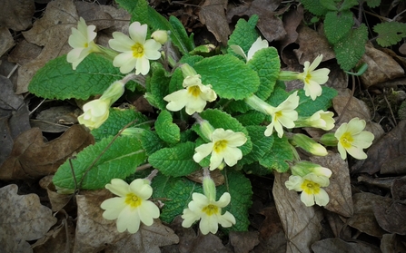 Primrose at Brandon Marsh Jo Hands