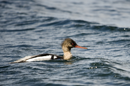 Red-breasted_merganser_c_Amy_Lewis