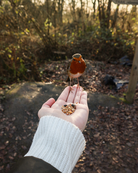 Robin on hand