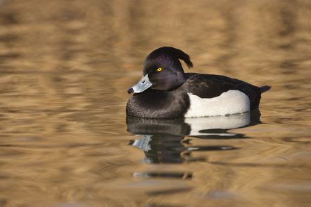 Tufted duck (male)