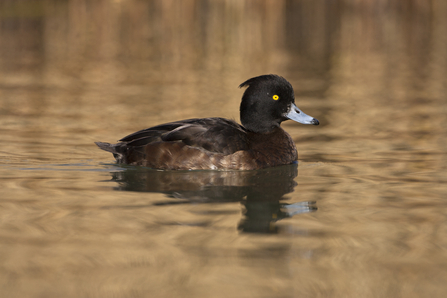 Tufted duck female 