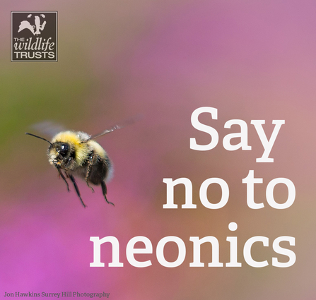 No to Neonics