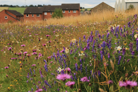 Wildflower Meadow 