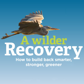 wilder recovery