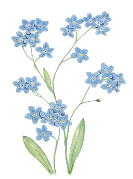 Painted forget-me-nots