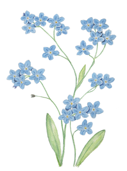 Painted forget-me-nots