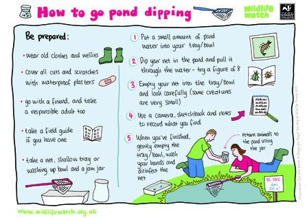Pond dipping sheet