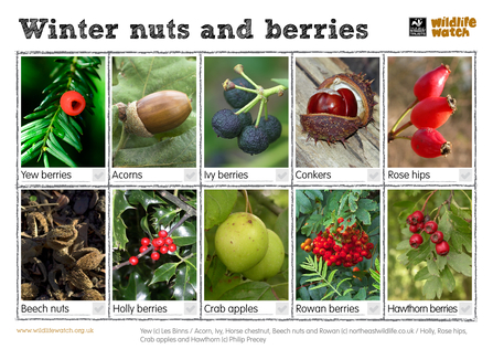 Nut Spotter Sheet