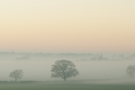 Winter oak in the mist